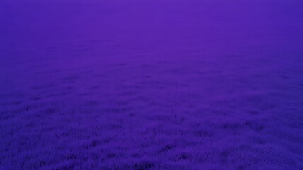 Expansive field of purple textured ground gently fading towards a smoother horizon