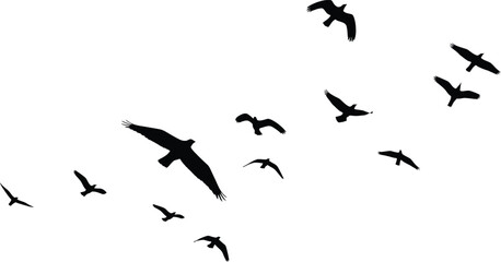Obraz premium Black Birds Flying in Flock Isolated on White Background
