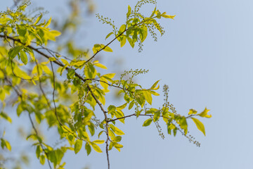 Fototapeta premium Sunlit young branches against clear sky, nature therapist promoting mindful outdoor walks, vibrant chartreuse leaves with luminous edges, soft depth of field creating airy mood