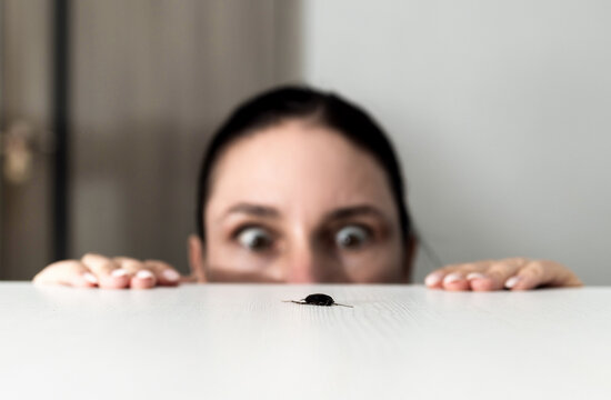Shocked woman looking at a cockroach on the table. Terrified female spraying insect with pesticide spray bottle. Pest control, entomophobia fear and domestic infestation concept.