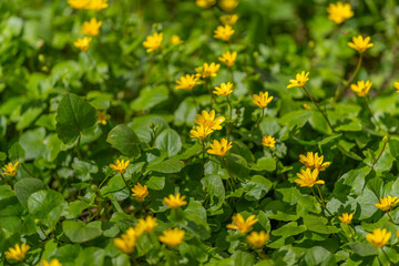 Obraz premium Peaceful floral scene. Calm blossoms with gentle sunlight. Tranquil yellow blooms under soft light setting. Relaxing flower display with warm hues and peaceful ambiance