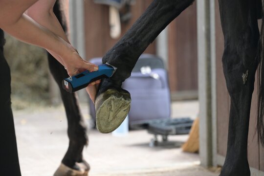 Tier&auml;rztin schert zur Vorbereitung auf eine Ultraschalluntersuchung ein Pferdebein