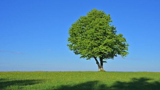 Rotbuche/ Windbuche im Fr&uuml;hling, Freiburg im Breisgau, Schauinsland, Schwarzwald, Baden- W&uuml;rttemberg, Deutschland