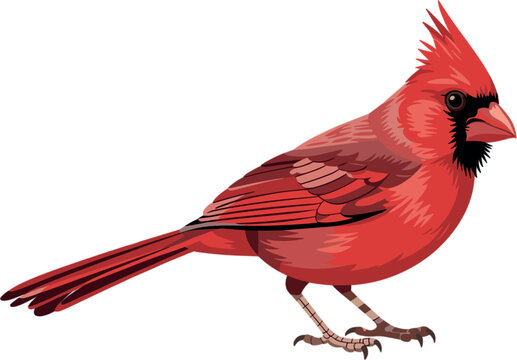 Vibrant Red Northern Cardinal Bird Vector Illustration with Detailed Feathers and Crest for Winter Holiday Designs, Wildlife Education, Nature Themes, and Mascot Branding