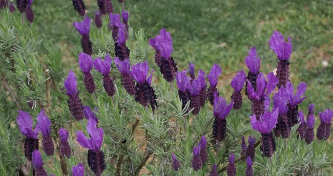 Lavandula stoechas - Schopf-Lavandel. Dichter Strauch mit rosavioletten Bl&uuml;ten, die an der Spitze von &Auml;hren oder schlanken St&auml;ngeln B&uuml;schel bilden, filzigem, graugr&uuml;nem Laub; dekorativ und duftend