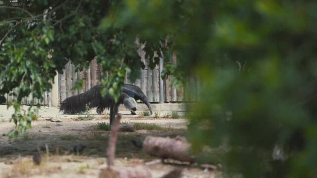 Bears explore their habitat at the zoo during afternoon hours in a sunny environment
