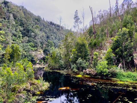 Scenic view of Knysna river in the Tsitsikamma forest