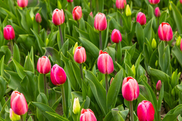 Obraz premium Vibrant garden of pink tulips blooming in spring under the warm sunlight
