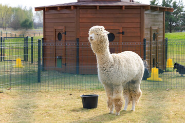 Naklejka premium Fluffy llama enjoys sunny day near cozy wooden shelter in vibrant grassy field