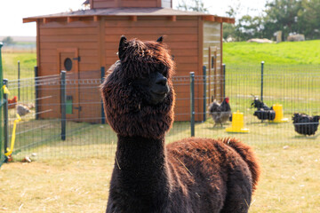 Fototapeta premium Fluffy brown alpaca stands proudly in a lively farm setting under a bright sunny sky