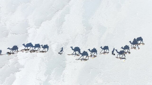 Aerial view of a camel caravan and people walking across the white salt flats with long shadows in the Danakil Desert, Dallol, Afar, Ethiopia.
