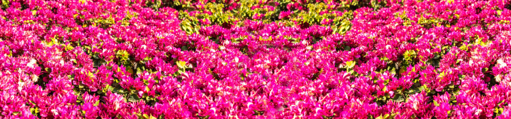 Obraz premium Bougainvillea flower pattern, natural blooming texture background top view, red, pink flowers floral