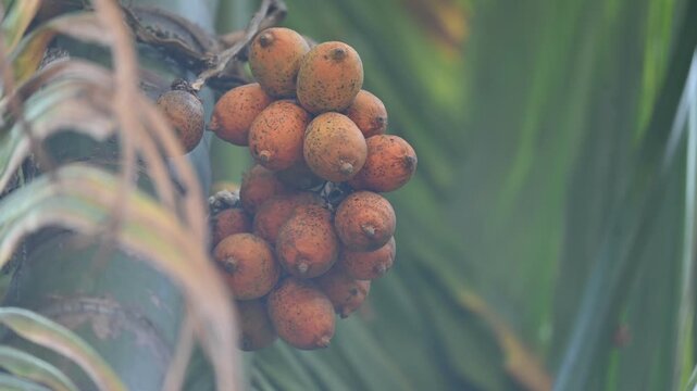 Areca nut or betel nut fruits. It is the seed of a palm belonging to the areca genus Areca catechu. The palm is originally native to the Philippines. Betel nut fruits cluster in the tree.