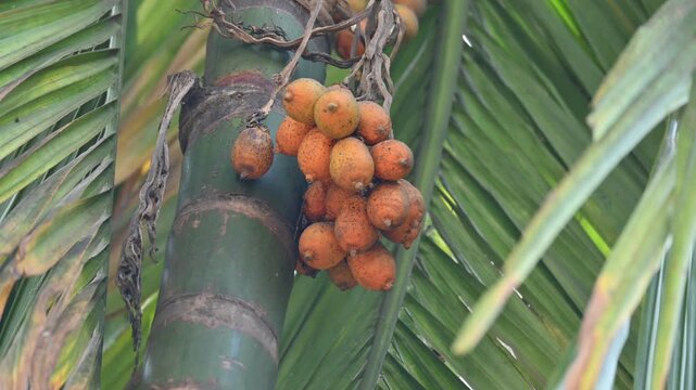 Areca nut or betel nut fruits. It is the seed of a palm belonging to the areca genus Areca catechu. The palm is originally native to the Philippines. Betel nut fruits cluster in the tree.