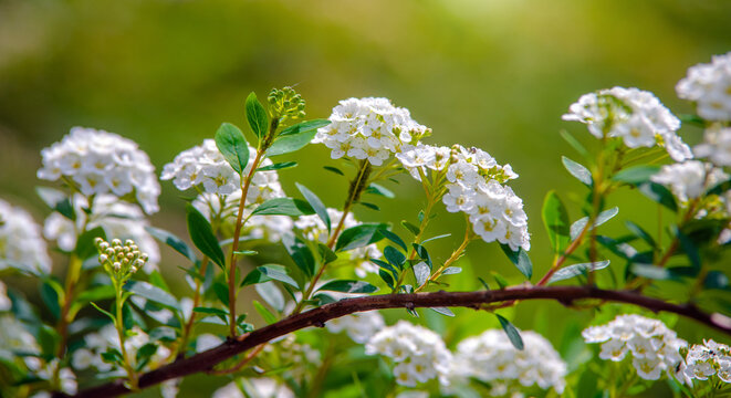 Spirea bushes bloom in the spring in May
