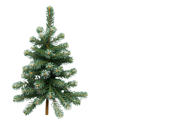 Fototapeta premium Christmas fir tree on transparent background. Green pine decorated with snow dots presenting winter holiday nature and festive season