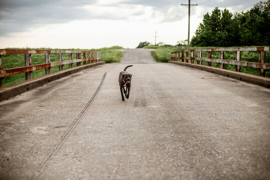 Pet Dog Running Down Rural Country Road
