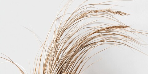 Fototapeta premium Ethereal dried grass stalks with delicate plumes gently sway against a soft, minimalist backdrop.