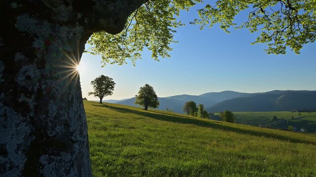 Landschaft im Sonnenaufgang mit Winduchen im Fr&uuml;hling, Freiburg im Breisgau, Schauinsland, Schwarzwald, Baden- W&uuml;rttemberg, Deutschland