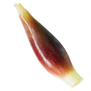 みょうが 1個の切り抜き。和食の薬味・トッピングや初夏・秋の旬の食材用