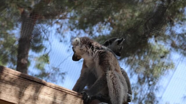 Lemurs climbing tree.High quality 4k footage