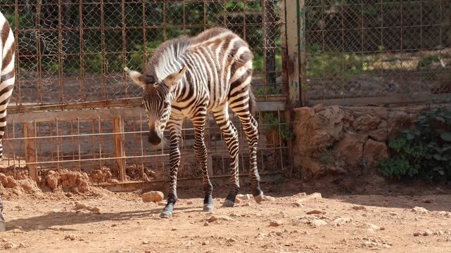 zebra with a zebra cub. The baby zebra is walking. Sunlit dirt ground. High quality 4k footage