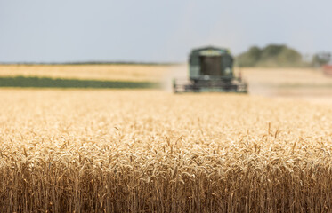 Fototapeta premium A combine harvester working in a wheat field