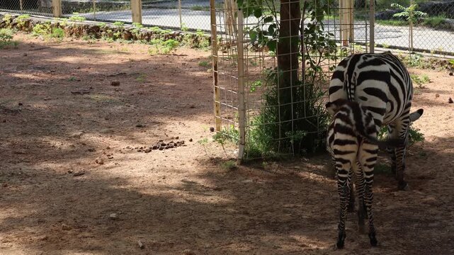 zebra with a zebra cub. The baby zebra is walking. Sunlit dirt ground. High quality 4k footage