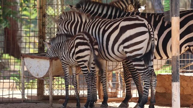 A family of zebras at the zoo, a baby zebra. Zebras standing enclosure. High quality 4k footage