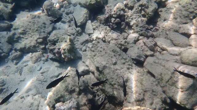 Beautiful under water in Aegina island Greece