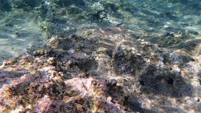 Beautiful under water in Aegina island Greece