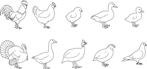 Farm birds set rooster hen chick duck goose turkey quail pigeon outline illustrations on transparent background. © Sadhin
