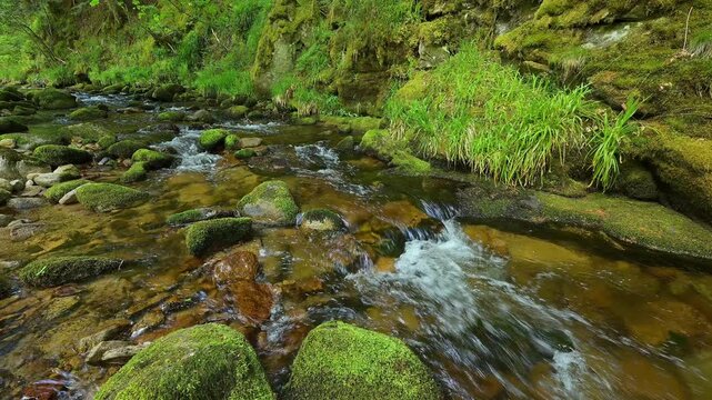 Waldbach im Fr&uuml;hsommer, Schwarzwald, Baden- W&uuml;rttemberg, Deutschland