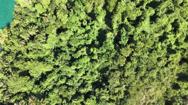 Top Down View of Dense Green Tree Canopy