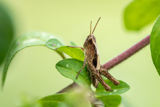 Brown common field grasshopper Chorthippus brunneus perches on green leaf