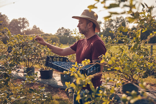Farmer picking fresh blueberries on a farm.