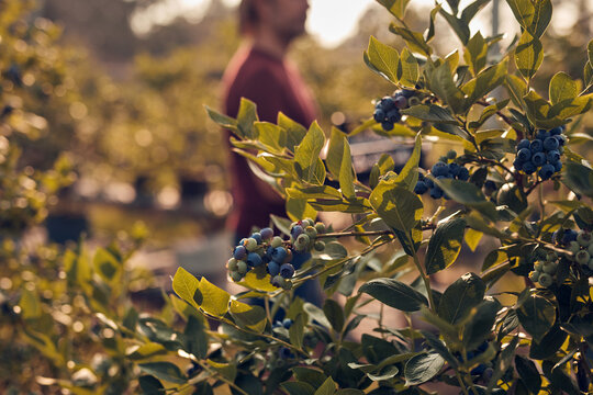 Farmer picking fresh blueberries on a farm.