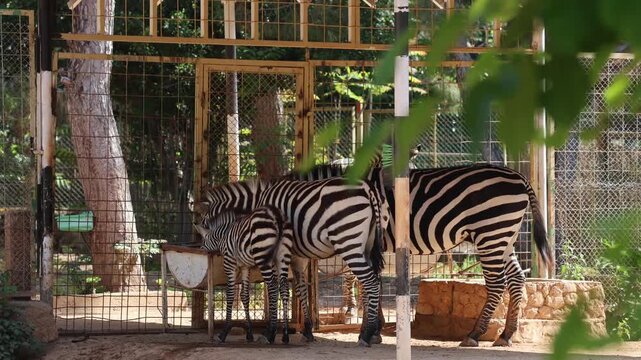 A family of zebras at the zoo, a baby zebra. Zebras standing enclosure. High quality 4k footage