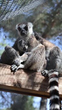 Lemurs perched together. The family Lemurs: mom, dad, baby. Touching carе.High quality 4k footage