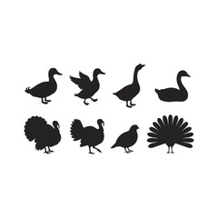 Fototapeta premium Bird Silhouette Set Duck Goose Turkey Peacock Black Flat Icons Poultry Wildlife Vector Illustration