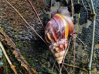 Giant African land snail crawling on a textured tree trunk or mossy wall in the garden. Nature and wildlife concept © Muhammad