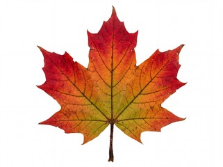 Fototapeta premium Photorealistic single maple leaf showcasing vibrant fall colors with red orange and green hues detailed veins crisp texture isolated on white background perfect for autumn themes