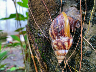 Giant African land snail crawling on a textured tree trunk or mossy wall in the garden. Nature and wildlife concept © Muhammad