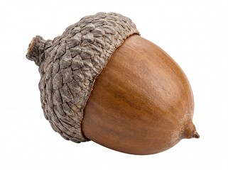 Photorealistic close up of a single acorn with textured cap and smooth nut isolated on white background detailed natural colors high resolution macro shot emphasizing intricate © Animal