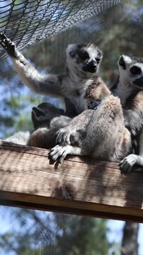 Lemurs perched fence. Lemurs perched together. The family Lemurs: mom, dad, baby. Touching carе.High quality 4k footage