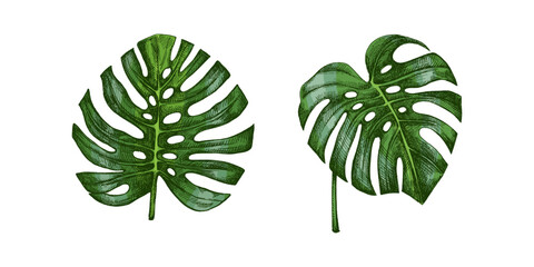 Hand drawn vintage tropical monstera leaves set in engraved botanical sketch style with green natural coloring © Mariia Mazaeva