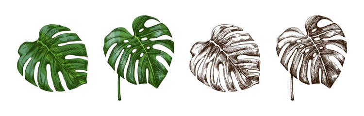 Hand drawn vintage tropical monstera leaves set in engraved botanical sketch style with monochrome and green versions © Mariia Mazaeva