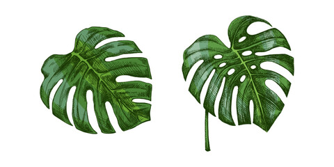 Hand drawn vintage tropical monstera leaves set in engraved botanical sketch style with green natural coloring © Mariia Mazaeva