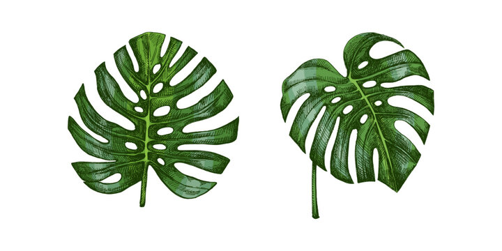 Hand drawn vintage tropical monstera leaves set in engraved botanical sketch style with green natural coloring