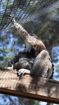 feeding a baby lemur.Lemurs perched together. mom, baby. Touching care.High quality 4k footage